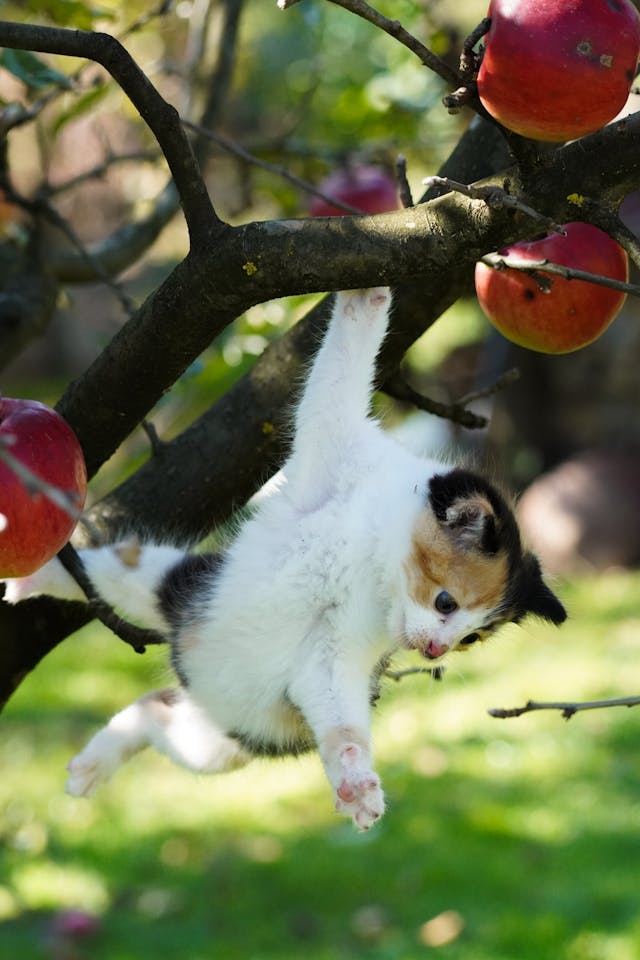 Chaton suspendu à la branche d'un pommier en référence à la voyance gratuite sur les énergies de la semaine qui précise que l'on reconnaît un arbre à ses fruits.