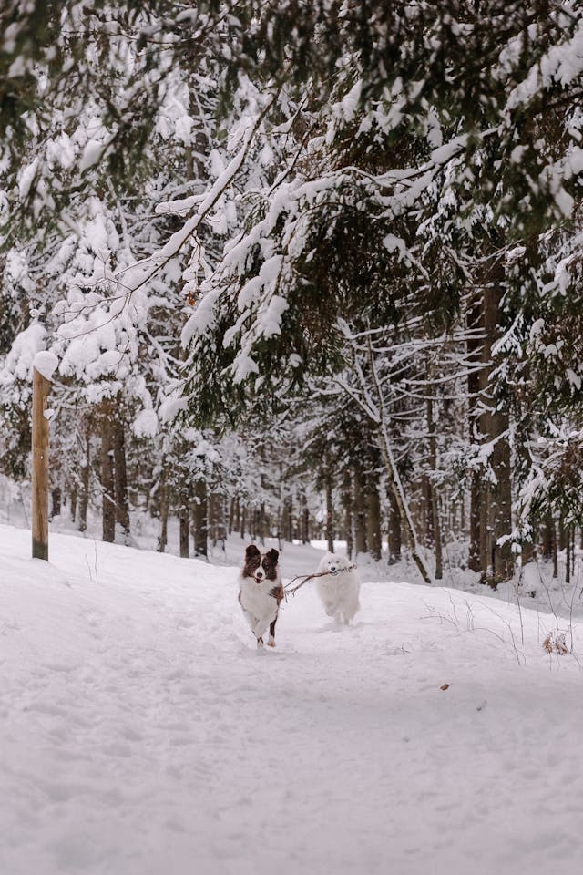 chiens courant ensemble dans la neige en portant une branche pour montrer la cohésion d'équipe conseillée par Eonora Lily Medium de GNOSTICA - Osez l'avenir cabinet de voyance à Mulhouse dans la voyance gratuite Les deux Sages